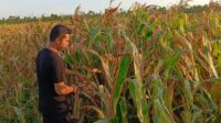 Macan Resta Polresta Banjarmasin Pantau Jagung Siap Panen